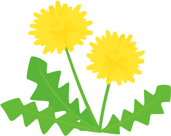 タンポポ - Dandelion (700x490)