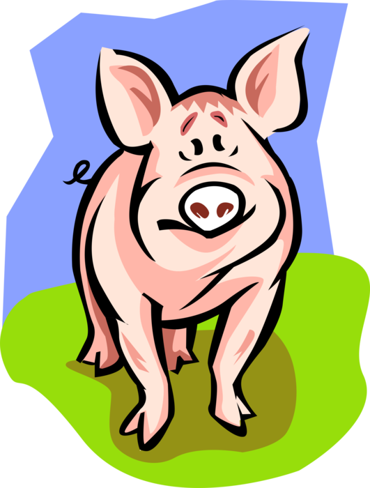 Vector Illustration Of Farm Agriculture Livestock Animal - Domestic Pig (531x700)
