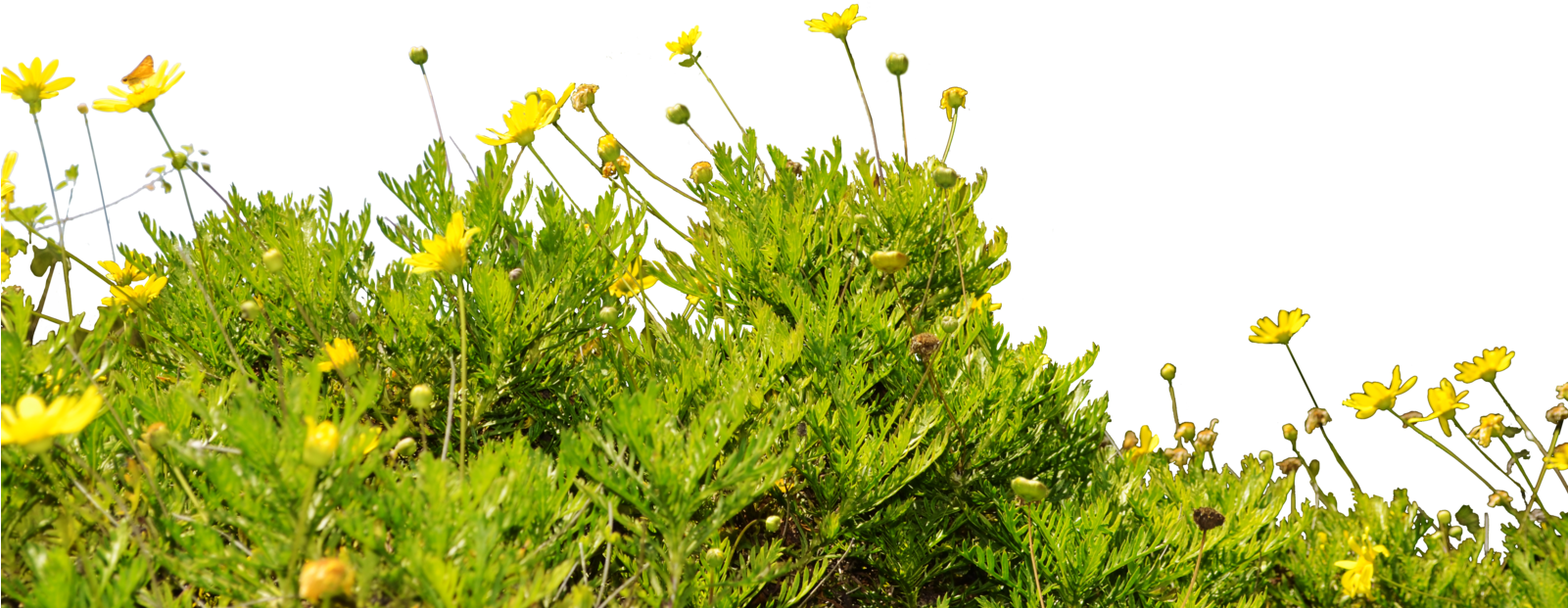 Dandelion Clip Art Pictures - Flowers Ground Png (1600x1060)