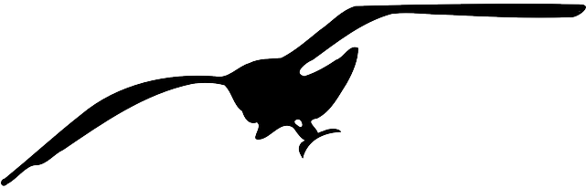 Contour, Silhouette, Bird, Seagull, Fly, Animal - Silhouette Gabbiano (640x320)