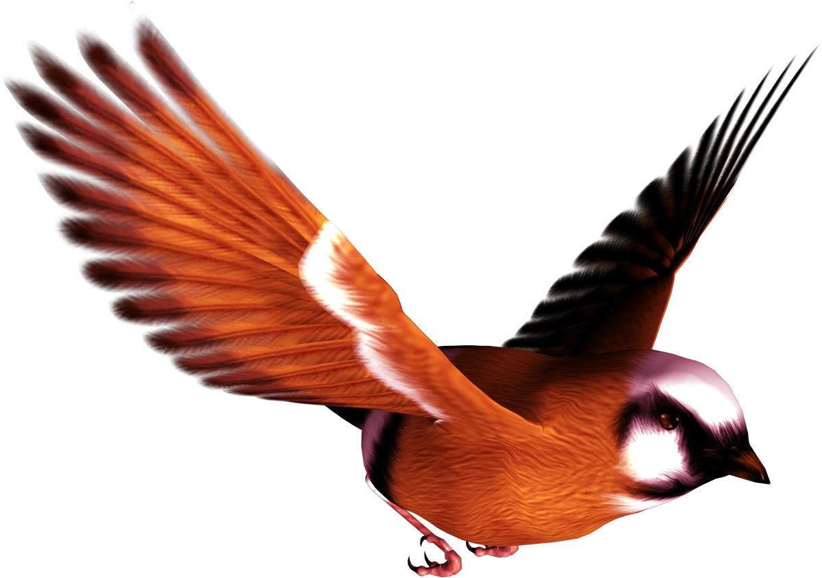 Birds Transparent (1200x844)