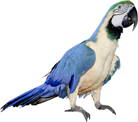 Download Parrot Png Transparent Images Transparent - White And Blue Parrot (600x535)