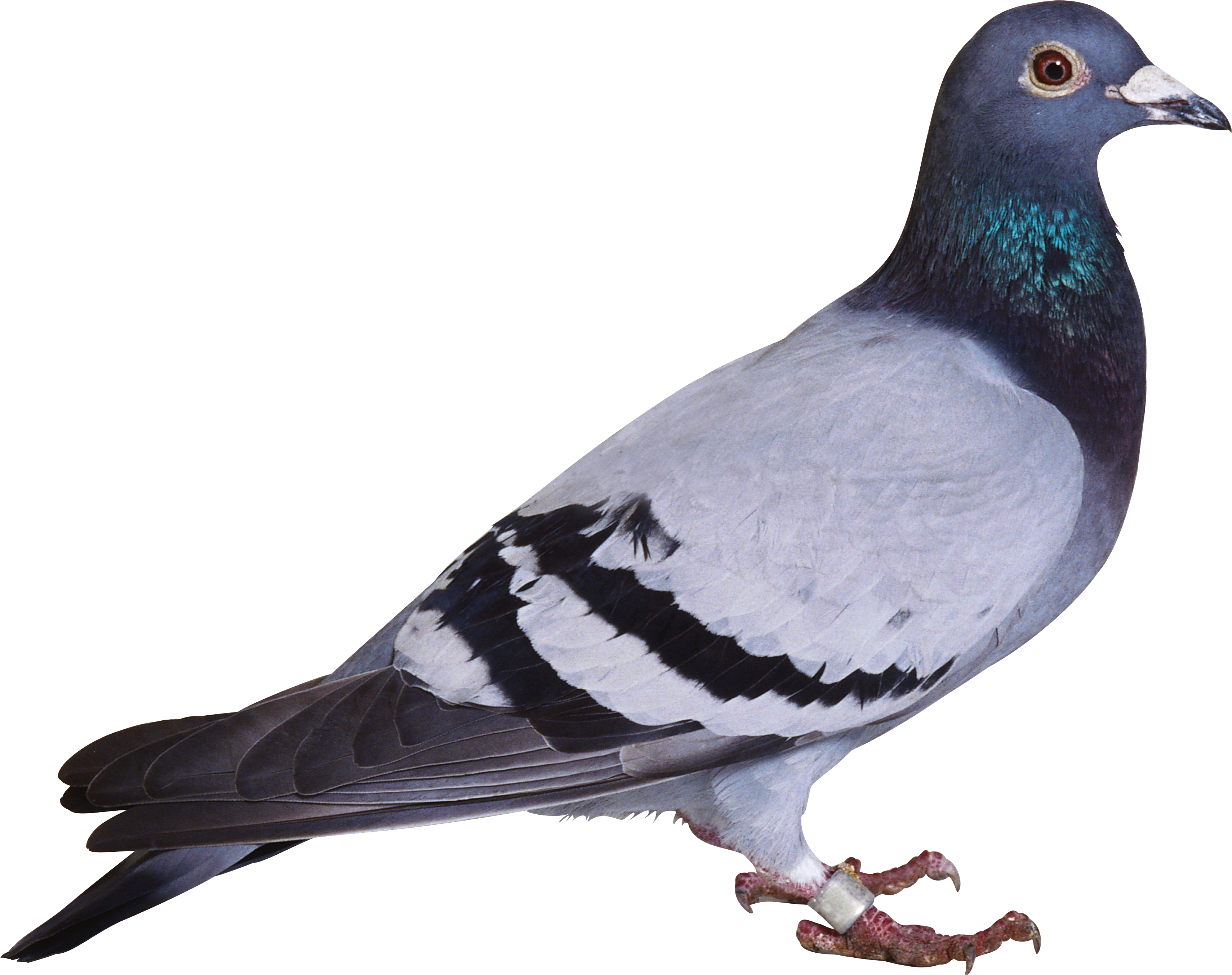 Image - Pigeon Png (3419x2707)