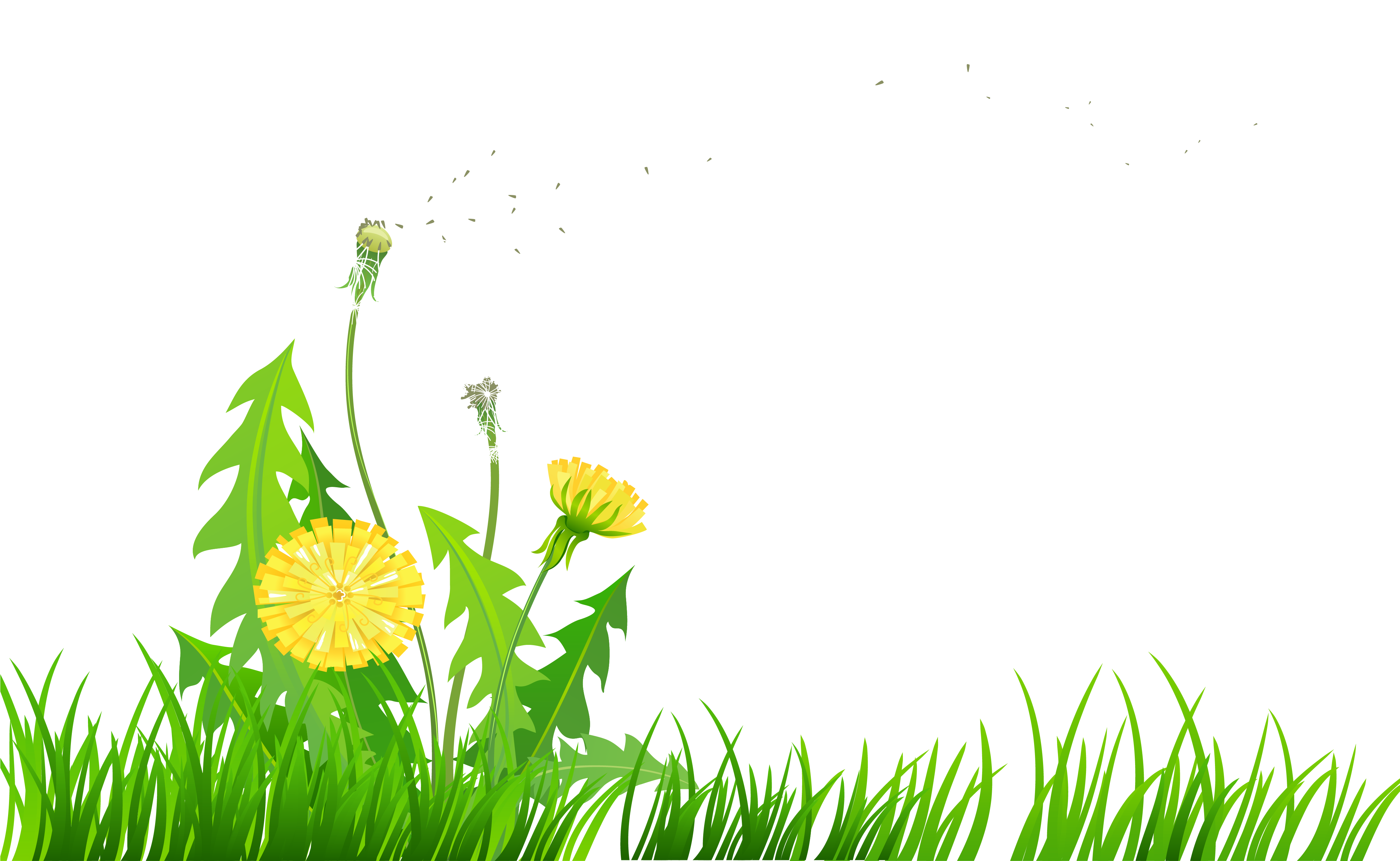 Grass With Dandelions Png Clipart - Dandelions Clip Art (4502x2882)