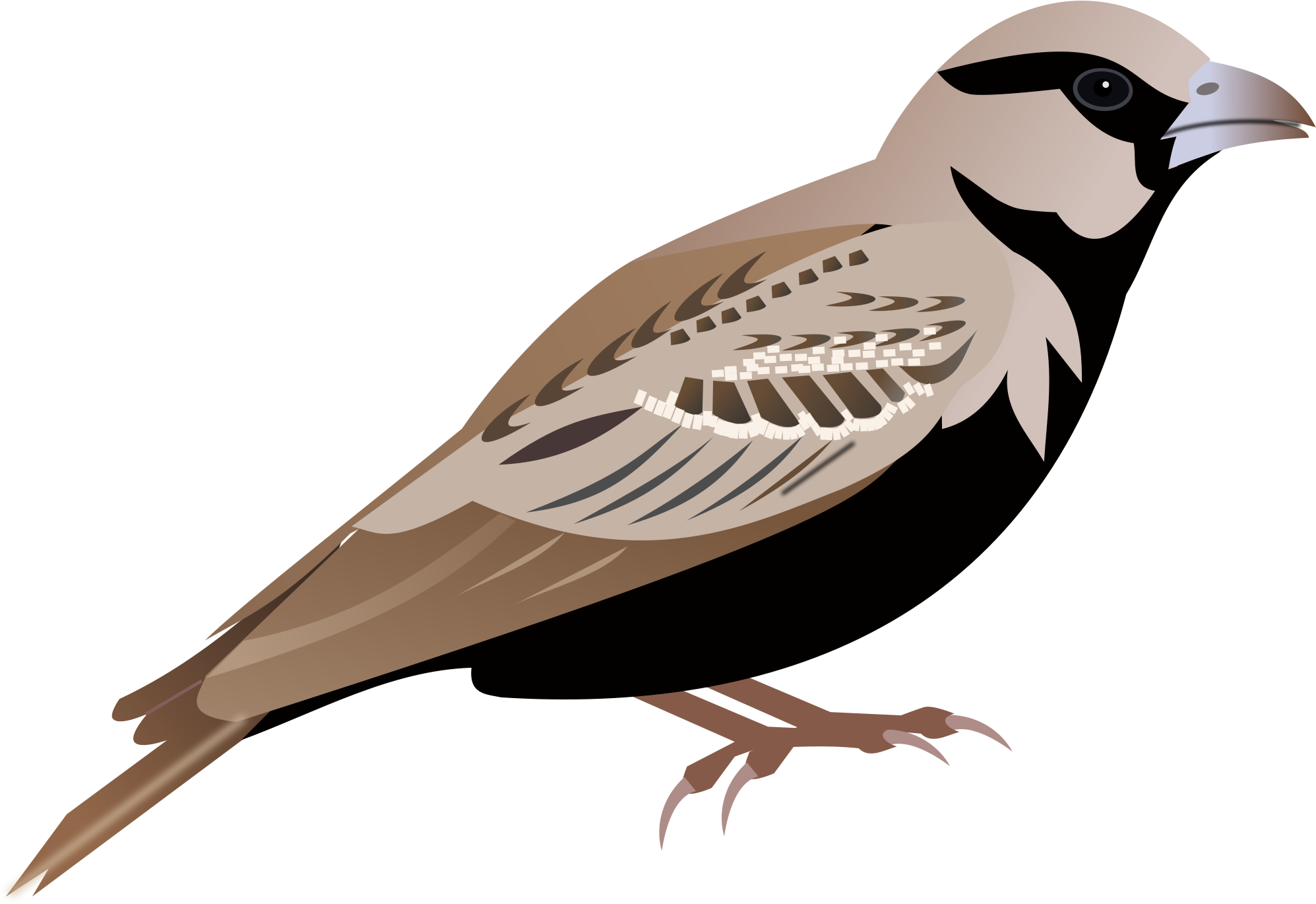 Download Sparrow Png Transparent Images Transparent - Sparrow Clipart Png (2000x1378)