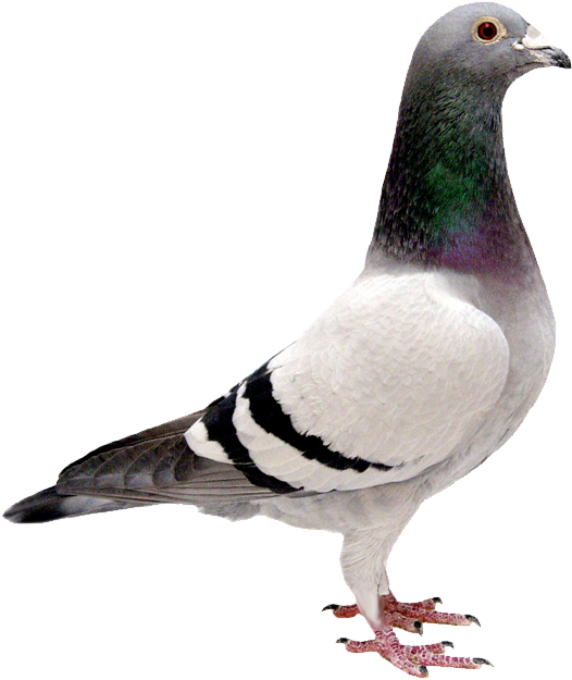 Download Pigeon Png Transparent Images Transparent - Pigeon With No Background (651x696)