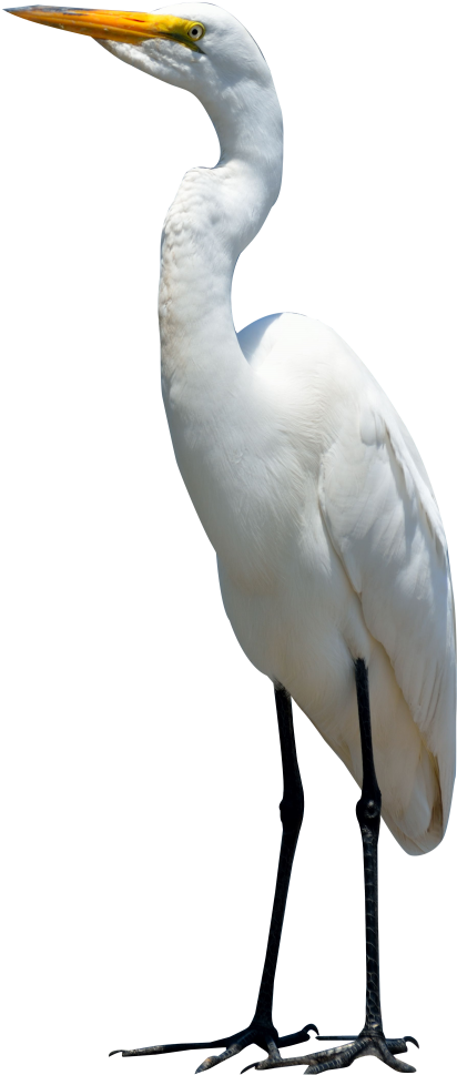 Image - Crane Bird Png (500x1028)