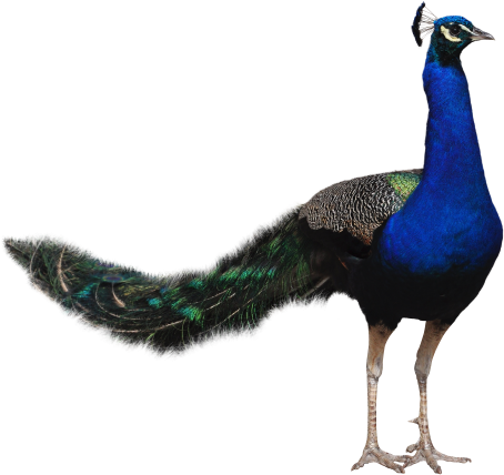 Image - Peacock Png (500x450)