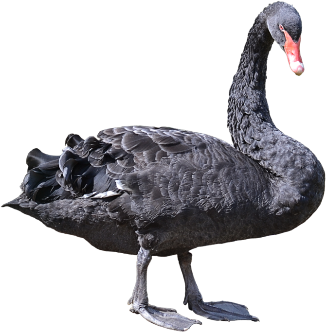 Image - Black Swan Png Transparent (1024x776)