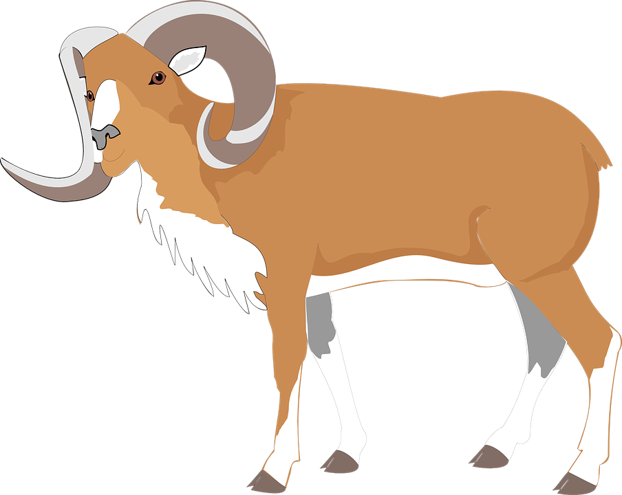 Ram, Goat, Brown, Large, Big, Animal, Horns - Gambar Hewan Kambing Kartun (904x720)