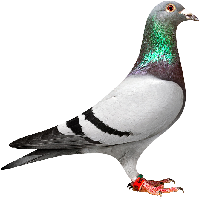 Download Png Image Report - Racing Pigeon Png Logo (1000x679)