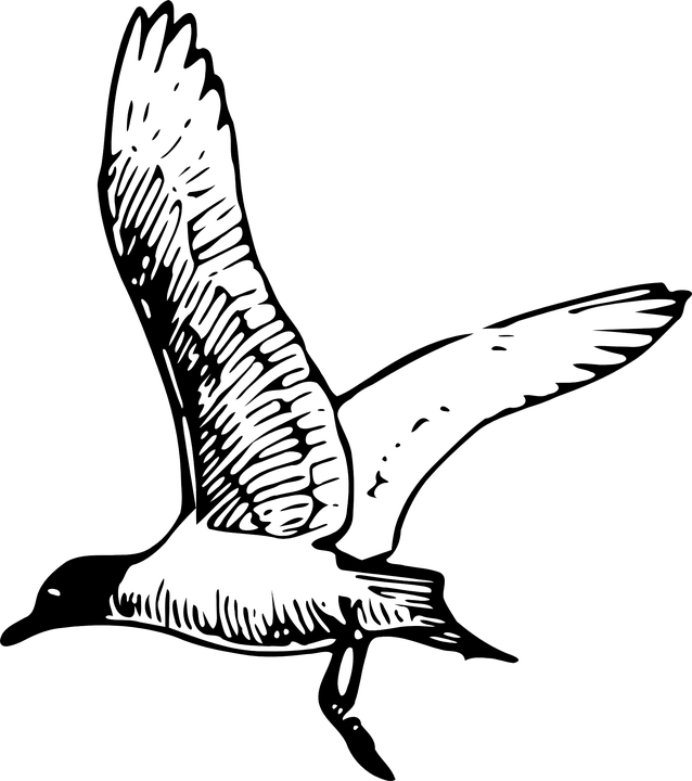 Sea Bird Clipart Flight Drawing - Sea Bird Clipart Flight Drawing (638x720)