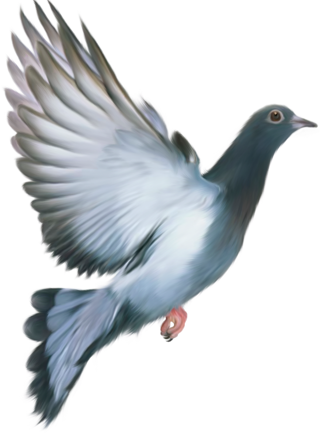 Image - Animasi Bergerak Burung Merpati (1053x1425)