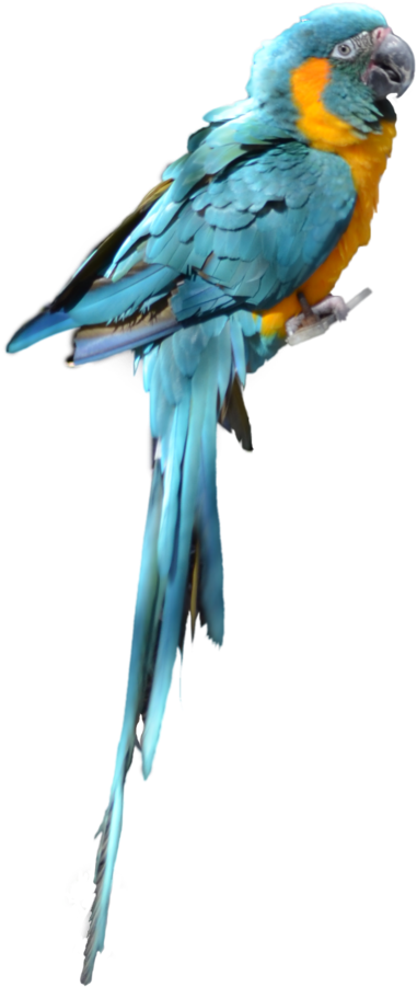Download Parrot Png Transparent Images Transparent - Blue Parrot Bird Png (1024x1266)