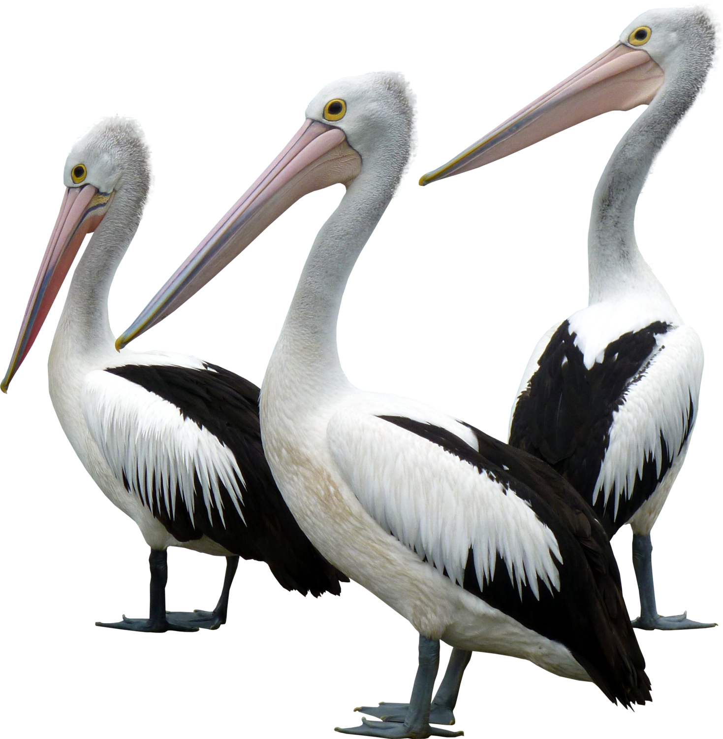 Pelicans - Ocean Birds Png (1469x1500)