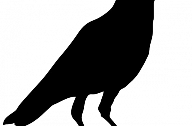 Black Crow Silhouette Clip Art - Crow (640x420)