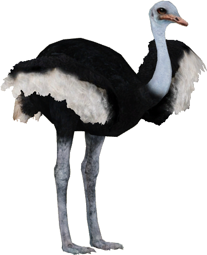 Download Animals Ostrich Png Transparent Images Transparent - Zt2 Ostrich (504x504)