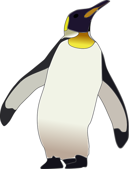 Image - Dibujo De Pinguino Emperador (550x720)