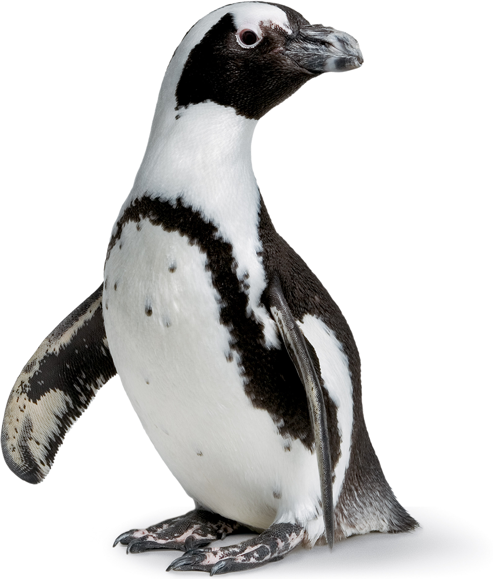 Image - Cal Academy Of Sciences Penguin (1000x1150)