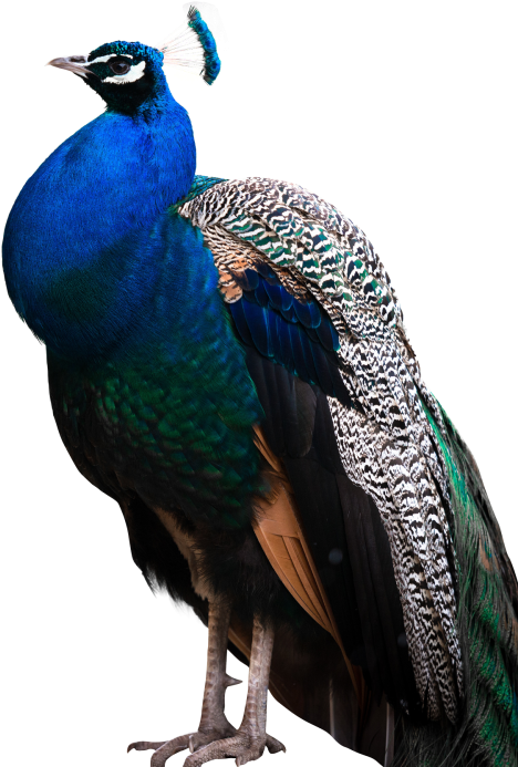 Download Peacock Png Transparent Images Transparent - Peacock Png (500x709)