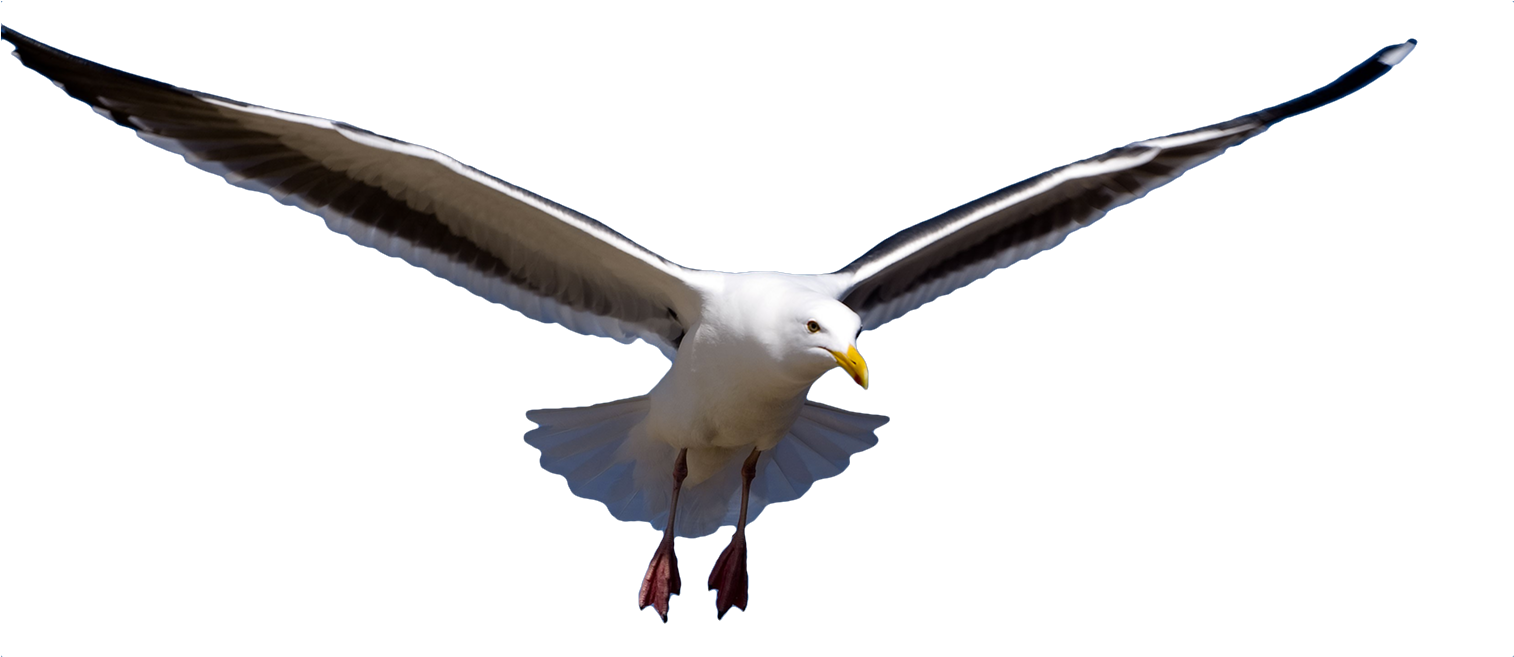 Download Png Image Report - Herring Gull Png (2000x656)
