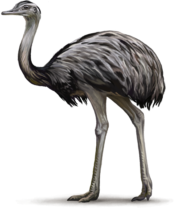 Image - Emu Bird Png (600x840)