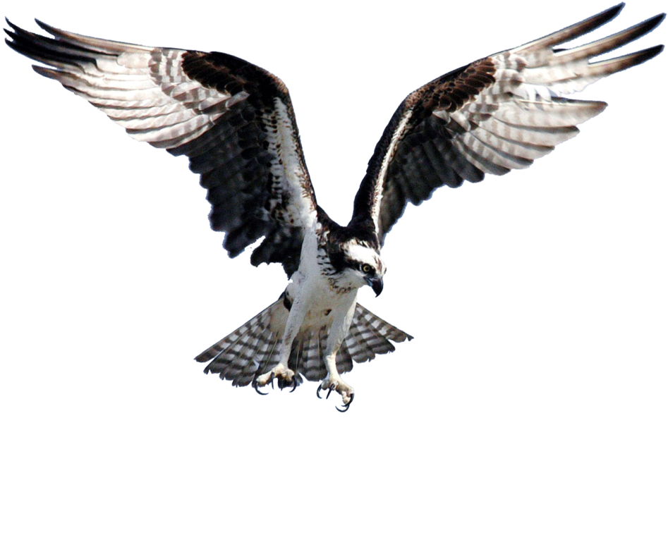 Paul Sharman Outdoors - Paul Sharman Outdoors (1000x869)