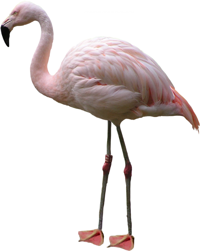 Download Png Image Report - Flamingo Png (1024x967)