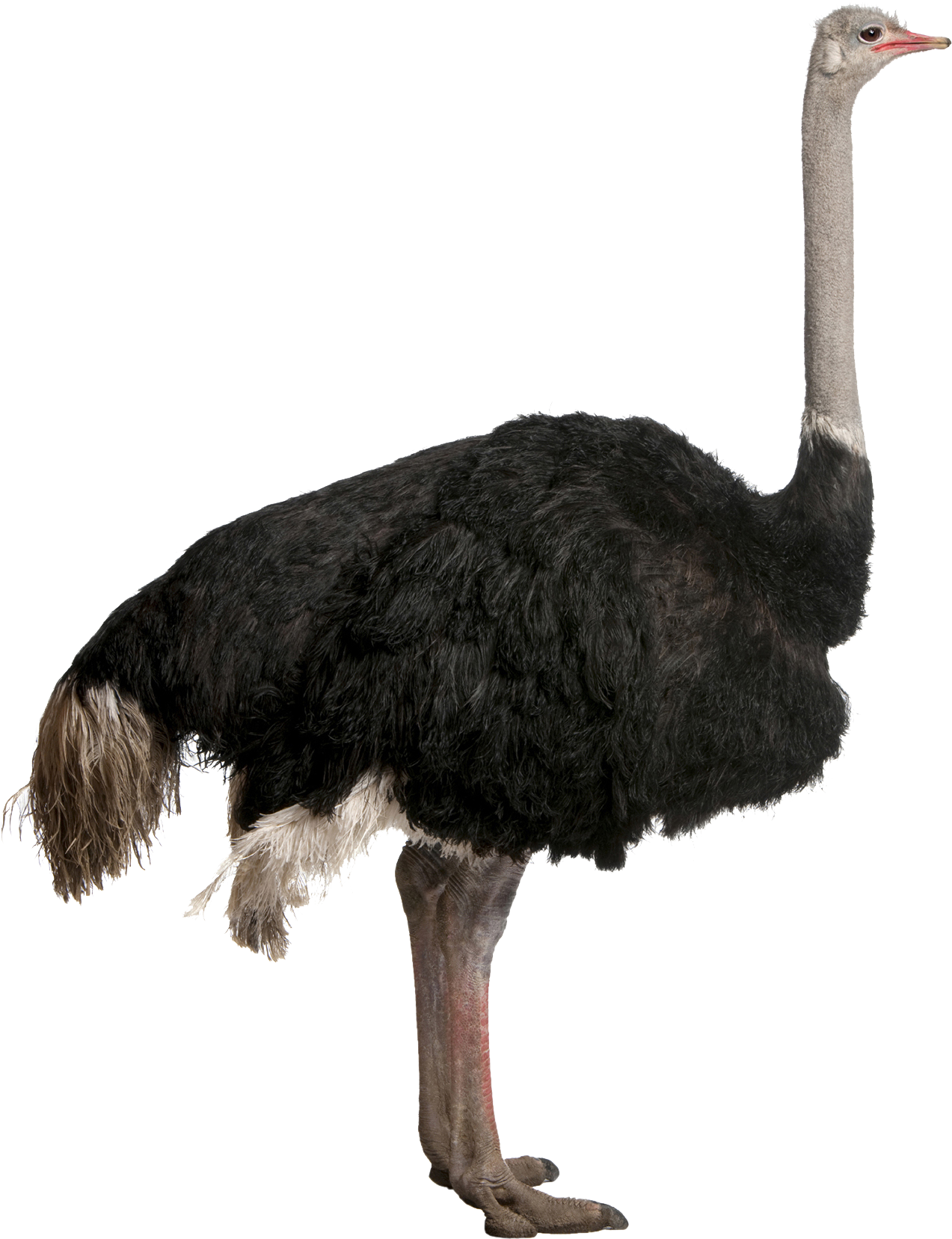 Image - Ostrich Png (1611x2000)