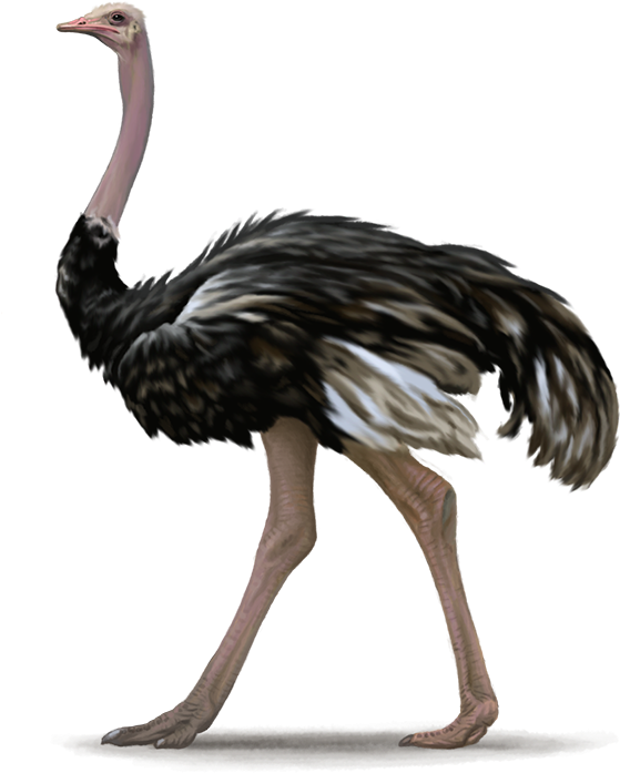 Image - Ostrich Png (600x840)