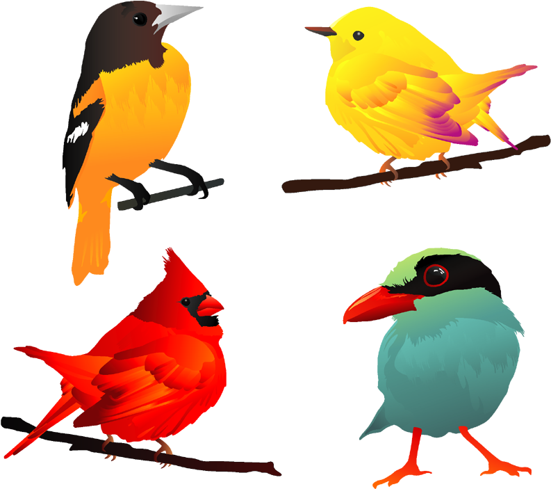 Beautiful Birds Clip Art (800x800)