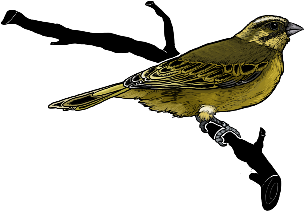 Atlantic Canary (1280x1289)