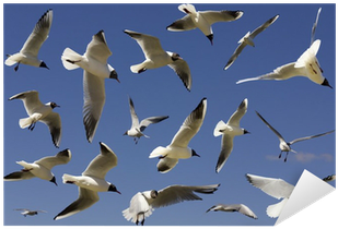 Bird Migration (400x400)