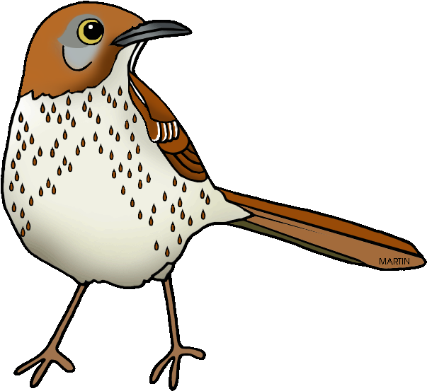 Georgia State Bird - Georgia State Bird Brown Thrasher (648x573)