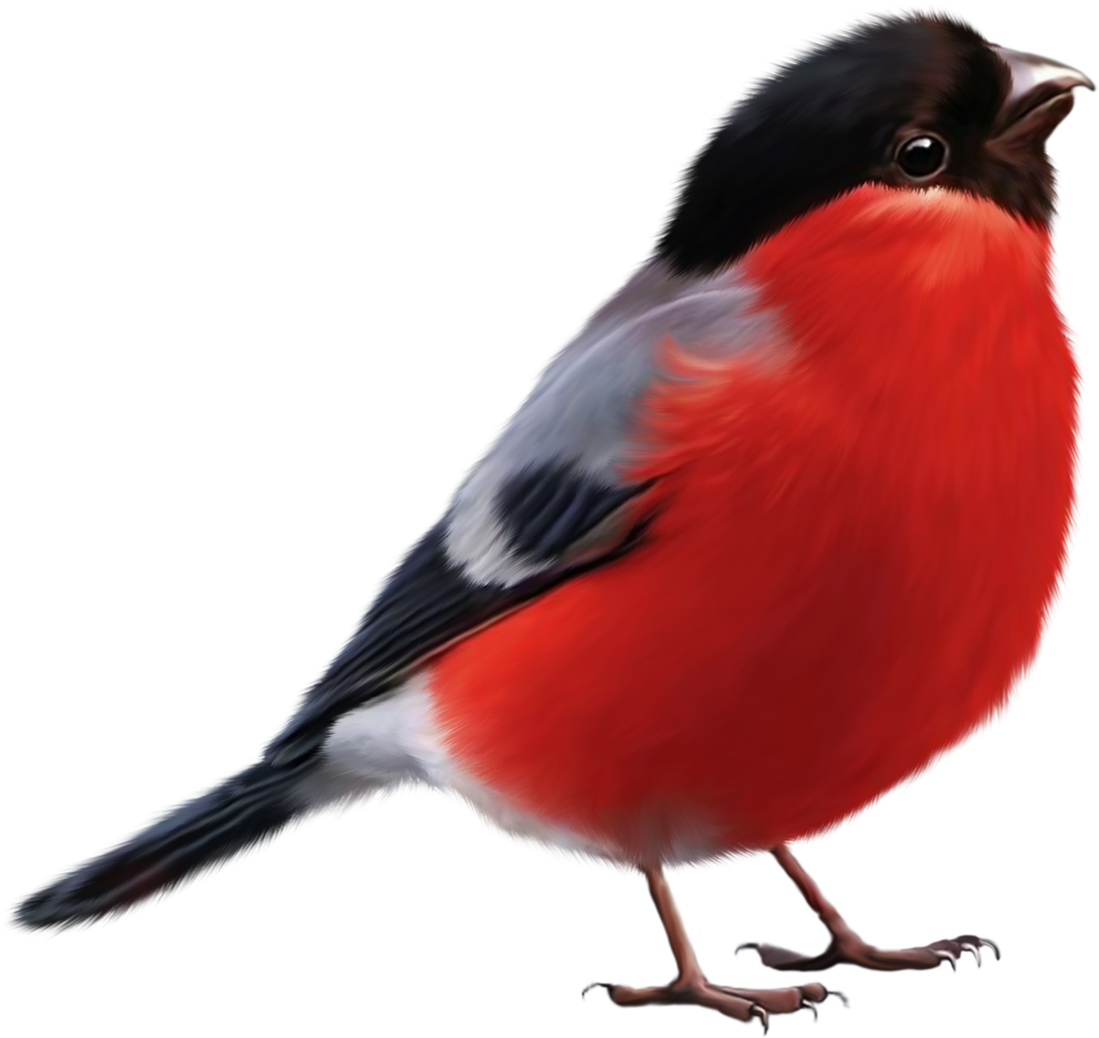 Album - Bird With Red Feathers (1024x1024)