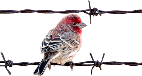 Bird On Barbedwire - Hareketli Kuş Resimleri (500x305)