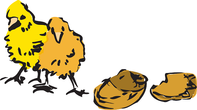 Egg, Chicken, Chicks, Babies, Cracked, Fuzzy - Chicken (640x357)