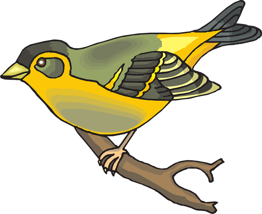 Feathers Bird, Branch, Wings, Animal, Beak, Goldfinch, - Finch Clipart (882x720)