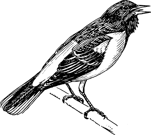 Baltimore Singing, Tree, Cartoon, Bird, Branch, Animal, - Oriole Bird Black And White (640x572)