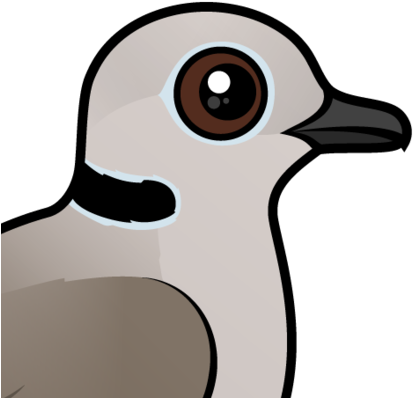 About The Eurasian Collared Dove - Cute Eurasian Collared Dove (440x440)
