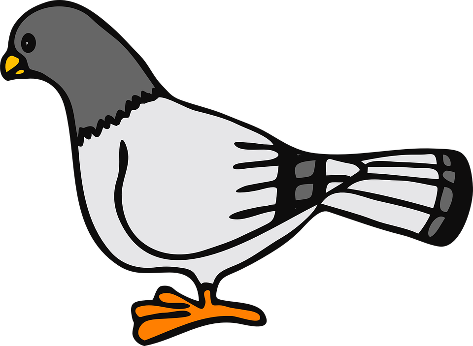 Pidgeons Clipart Freedom Bird - Pigeons Clipart (1024x750)