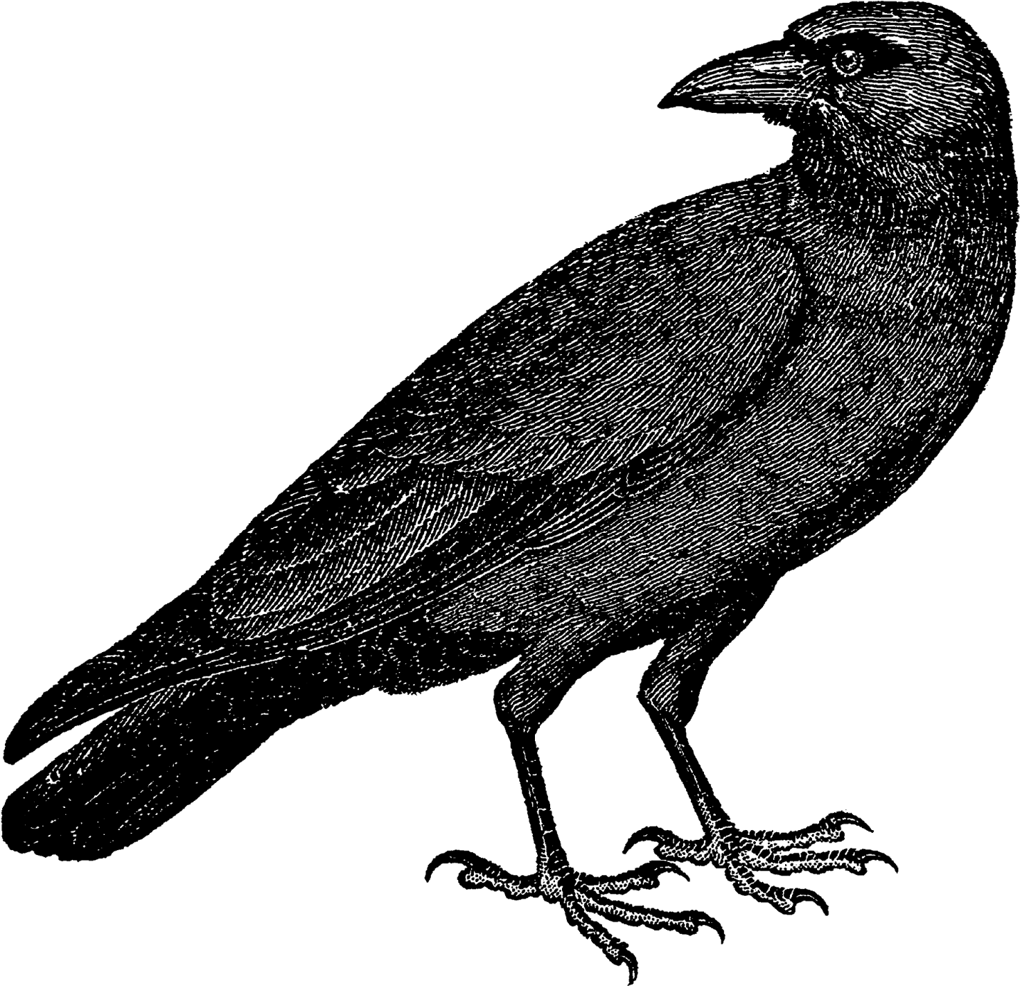 The Second Digital Bird Clip Art Is Of A Crow Perched - Crow Illustrations (1600x1562)