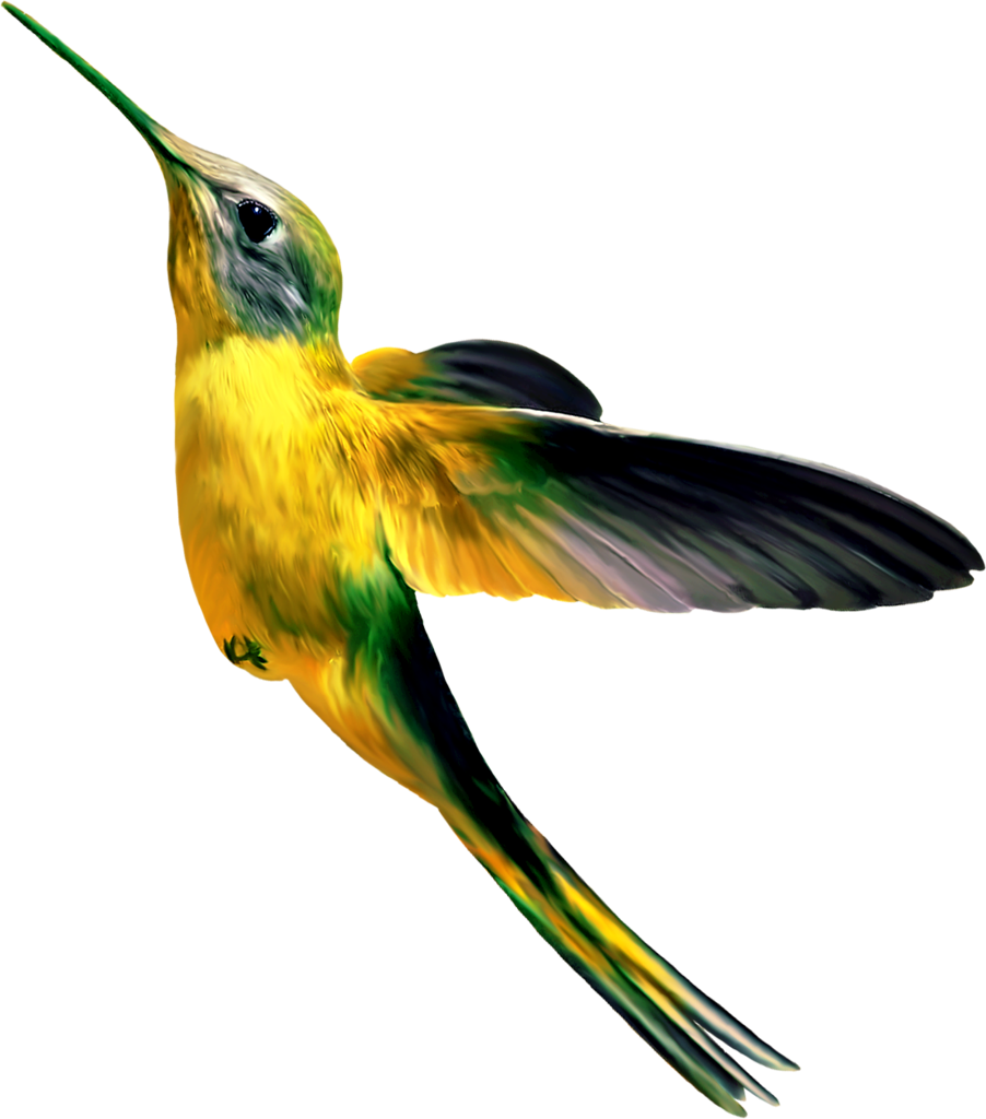 Bird Theme - Bird (902x1024)