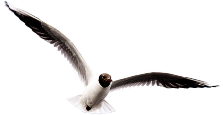 Ivory Gulls Bird Clip Art - Ivory Gulls Bird Clip Art (1024x966)