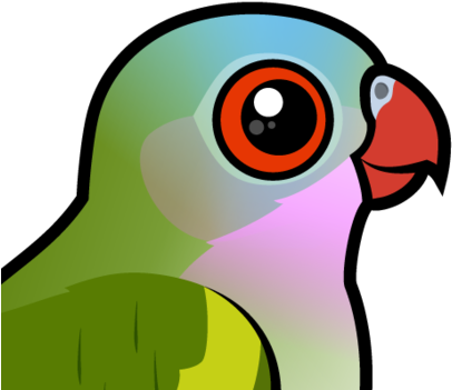 About The Princess Parrot - Golden-capped Parakeet (440x440)