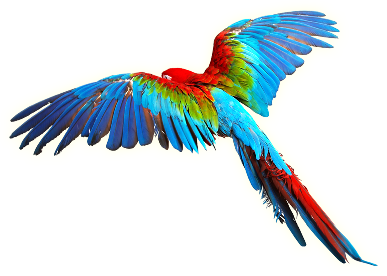 Parrot Transparent Background (774x553)