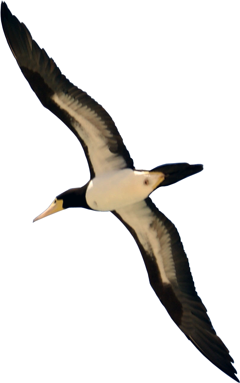 Flying Bird Png - Real Bird Flying Png (2346x1422)