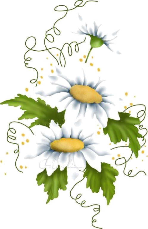 I Love Daisies <3 - Daisies Clip Art (497x768)