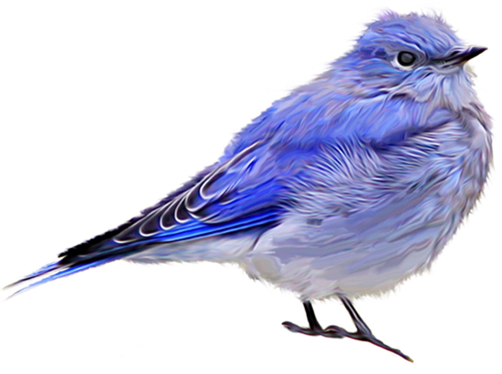 Bird Sparrow Clip Art - Bird Sparrow Clip Art (2362x2362)