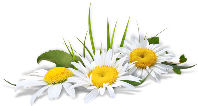 Tubes Fleurs Des Champs - Ramo De Flores Em Png (800x502)